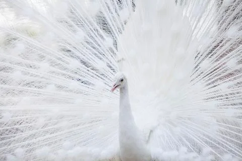 White peacock shows its tail (feather) Stock Photos
