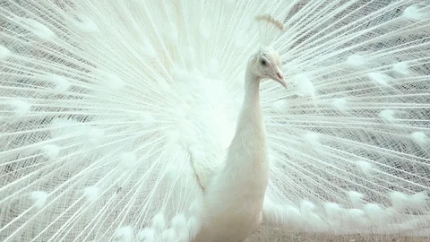 White Peacock Shows Tail 動画素材 109513462