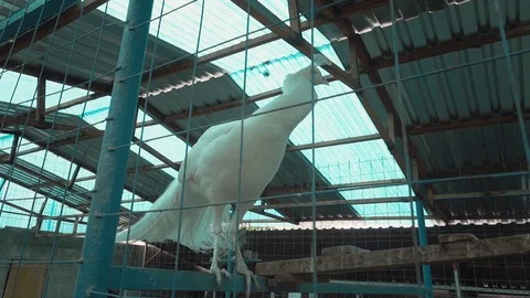 White Peacock sits on a perch Vídeo Stock 109513515