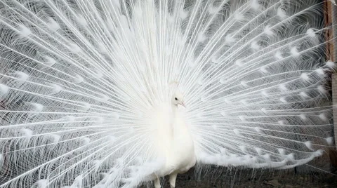 White peacock spreading its tail 스톡 동영상 63492471