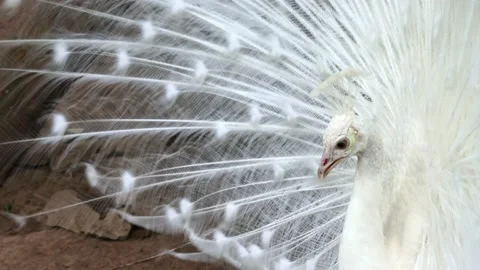 White peacock spreading its tail and turns around, covering itself like a fan Stock Footage 226424060