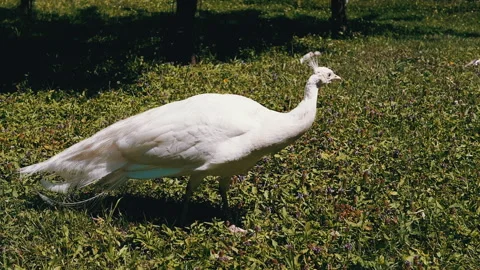 White Peacock in Summer Park Video stock 293178971