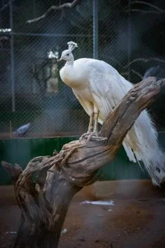 White peacock on the tree 写真素材