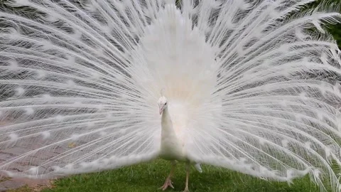 White peacock turning Stock Footage 142589843