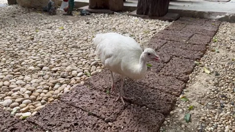 A white peacock walked around and looked at things. Stock Footage 275249055
