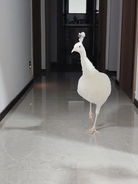A white peacock walking down a modern hallway in a residential home Stock Footage 335491580