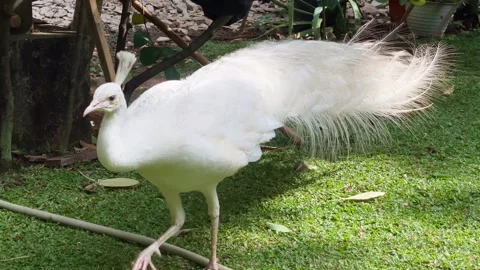 White Peacock Walking, Garden, Medium Shot Vídeo Stock 334295037