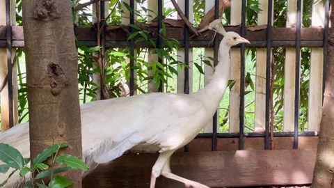 White Peacock Walking Gracefully in Natural Environment 4K Vídeo Stock 335428086