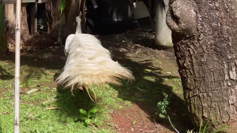 White Peacock Walking Gracefully in Natural Environment 4K Stock Footage 336244085
