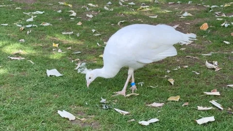 White Peacock Walking Grass Zoo Paris Albino Peafowl Rare Bird Pure White Stock Footage 336551641