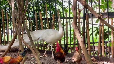 White Peacock Walking in A Group with Rooster in Natural Environment 4K Vídeo Stock 335260937