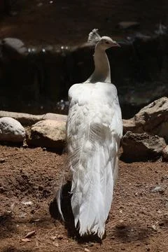 White peacock walking Stock Photos
