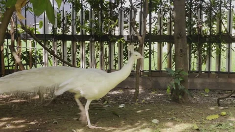 White Peacock Walking, Under Tree Shadows, Medium Shot Vídeo Stock 334190592