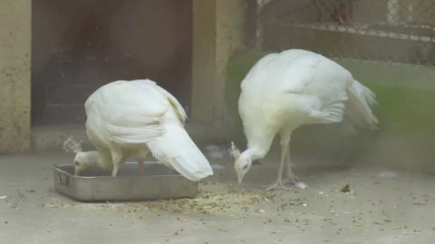 The white peacock is in the zoo. Stock Footage 329085861