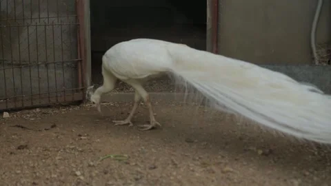 WHITE PEACOCKS IN A CAGE 2 Stock Footage 158046182