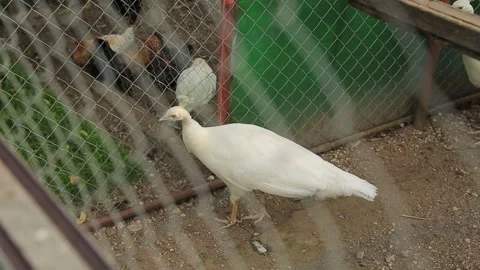 WHITE PEACOCKS IN A CAGE Stock Footage 158045913