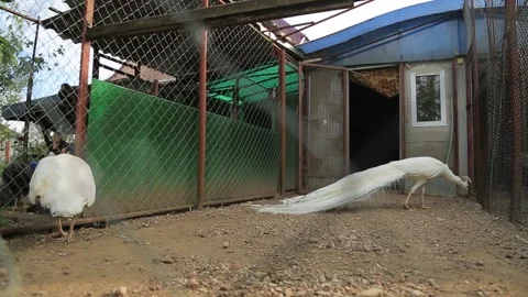 WHITE PEACOCKS IN A CAGE2 Stock Footage 158046170