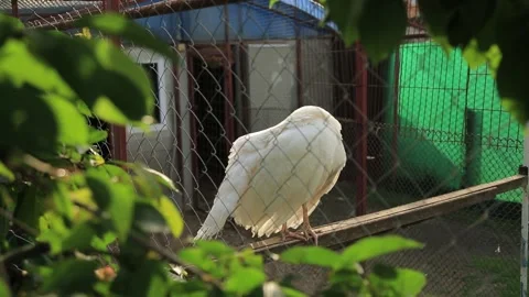 WHITE PEACOCKS IN A CAGE3 Stock Footage 158046101