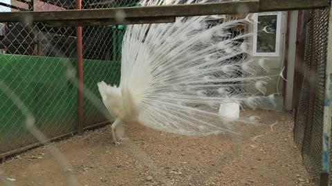 WHITE PEACOCKS Stock Footage 158046225