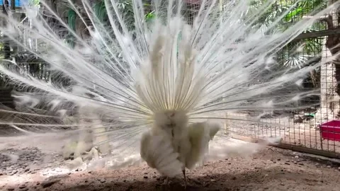 White Peacocks Stock Footage 306714144