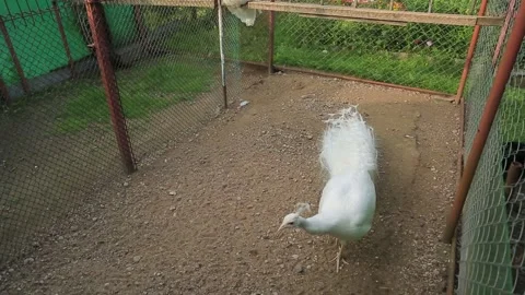 WHITE PEACOCKS INSIDE IN A CAGE Stock Footage 158046108