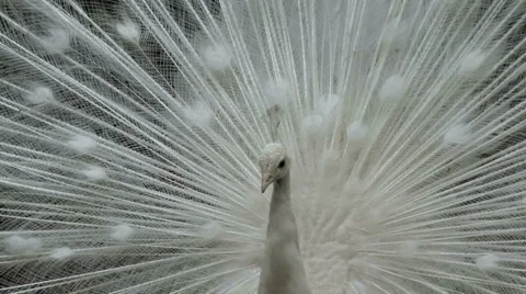 White  peafowl Stock Footage 5731526