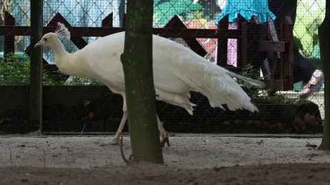 White Peafowl (Merak Putih) Stock Footage 119098564