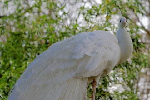 White peafowl Stock Photos