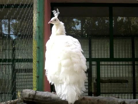 White peafowl Stock Photos