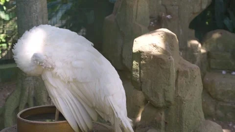 White Peafowl Preening Behavior in Cage 4K 스톡 동영상 336764879
