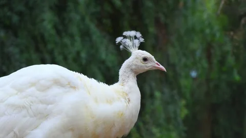 White peafowl, a rare color morph of the Indian peafowl (Pavo cristatus). Vidéo 340475408