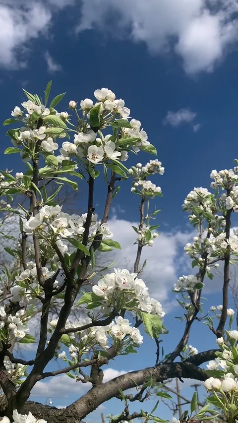 White Pear Blossoms Against Blue Sky Stock Footage 308071310