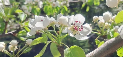 White Pear Blossoms on a Branch in Spring 動画素材 333128620