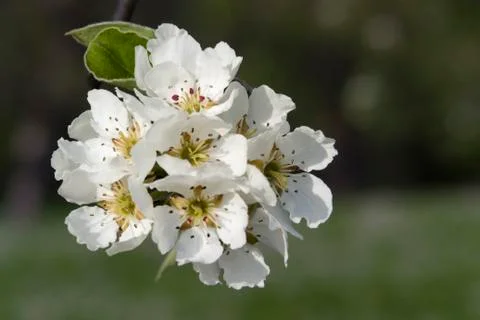 White pear blossoms Stock Photos