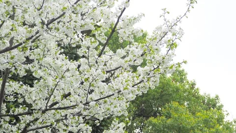 White pear blossoms swaying gently on tree branches during a bright spring day Stock Footage 342002076