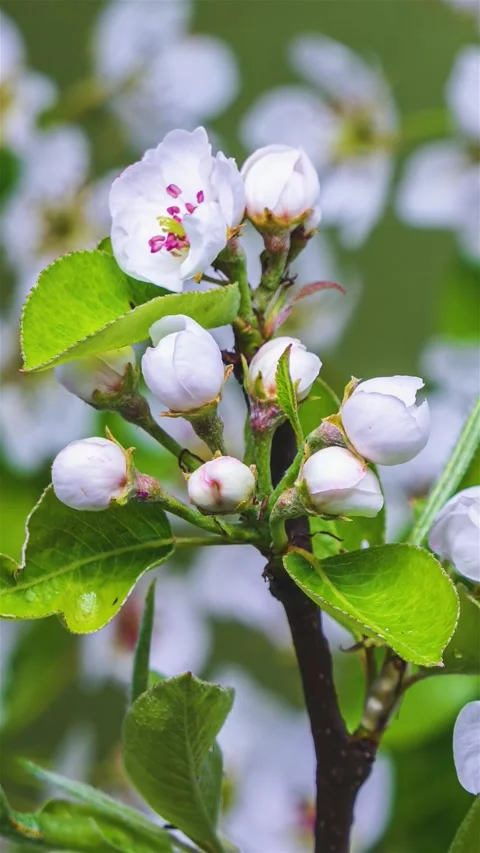 White Pear Flowers Blooming in Spring Nature, Fruit Blossom Vertical Time Lapse Stock Footage 316965687