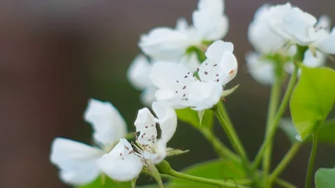 White pear flowers Stock Footage 90244381