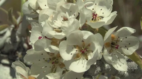 White Pear Fruit Blossoms Close ups Stock Footage 320016