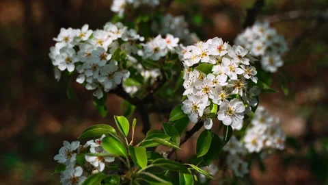 White pear tree blossoms against dark blurred background 스톡 동영상 329864273