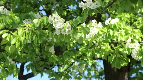 White pear tree blossoms with green leaves in spring garden swaying in wind.. Stock Footage 333655733