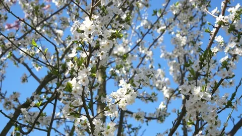 White pear tree blossoms in spring - wind, blue sky, sunny day in a park - loop Stock Footage 153020174