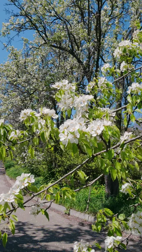 White Pear Tree Flowers Blooming In Spring Park Alley Moving Back Stock Footage 336308417