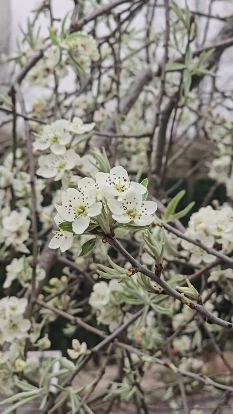 White pear tree flowers blossoming in spring Stock Footage 346504695