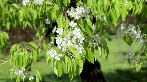 White pear tree flowers with green leaves Stock Footage 333655727