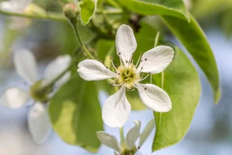 White pearblossom in the springtime Stock Photos