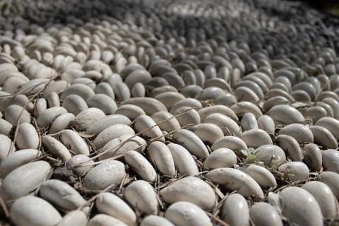 White pebble macro texture Foto stock