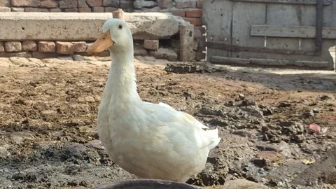 White Pekin Duck Standing In Muddy Farmyard Backyard Rural Background Stock Footage 344557829