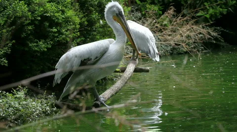 White pelican 01 Stock Footage 493183