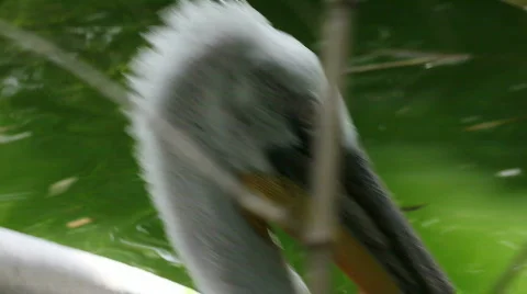 White pelican 02 Stock Footage 493052