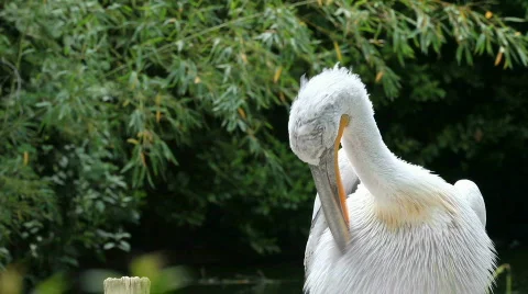 White Pelican 06 Stock Footage 493205